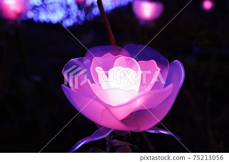 Illuminations and illuminations of pink flowers Illuminations and illuminations of pink flowers 75213056