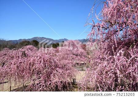 鈴鹿森林公園裡的李子哭泣(後面是鈴鹿山脈) 鈴鹿森林公園裡的李子哭泣(後面是鈴鹿山脈) 75213203