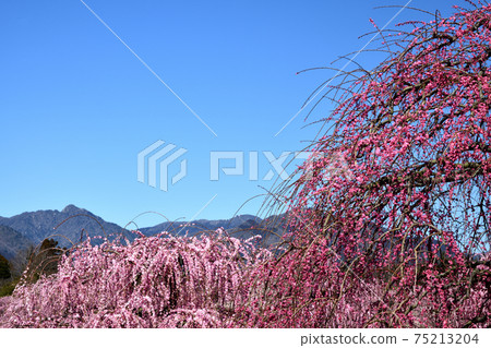 鈴鹿森林花園的垂枝梅 鈴鹿森林花園的垂枝梅 75213204