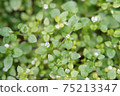 綠色的植物和白色的小花 75213347