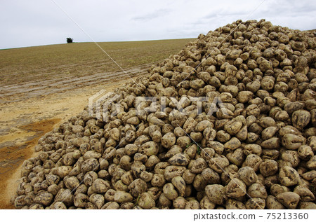 Furano sugar beet harvest Furano sugar beet harvest 75213360
