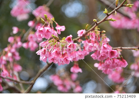 Cherry blossoms blooming Cherry blossoms blooming 75213409