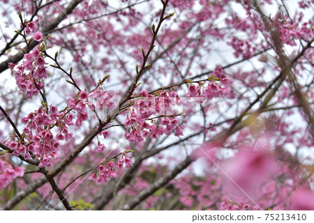 Cherry blossoms blooming 75213410