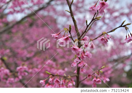 櫻花盛開 櫻花盛開 75213424