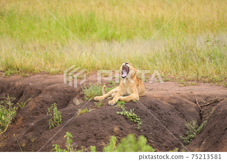 Wild lion (Africa) Wild lion (Africa) 75213581