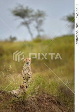 Wild cheetah (Africa) Wild cheetah (Africa) 75213592