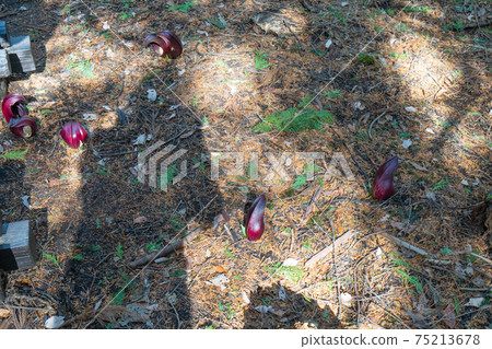 臭白菜(玉宮臭白菜公園) 臭白菜(玉宮臭白菜公園) 75213678
