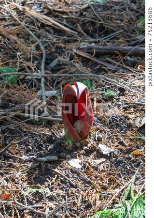 臭白菜(玉宮臭白菜公園) 臭白菜(玉宮臭白菜公園) 75213686