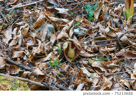 臭白菜(玉宮臭白菜公園) 臭白菜(玉宮臭白菜公園) 75213688