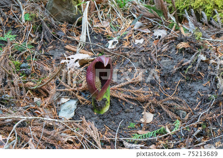 臭白菜(玉宮臭白菜公園) 臭白菜(玉宮臭白菜公園) 75213689