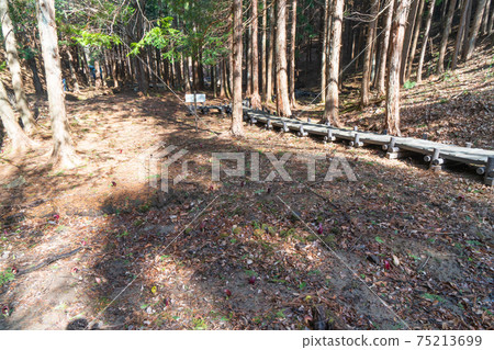 Skunk cabbage colony (Tamamiya skunk cabbage park) Skunk cabbage colony (Tamamiya skunk cabbage park) 75213699