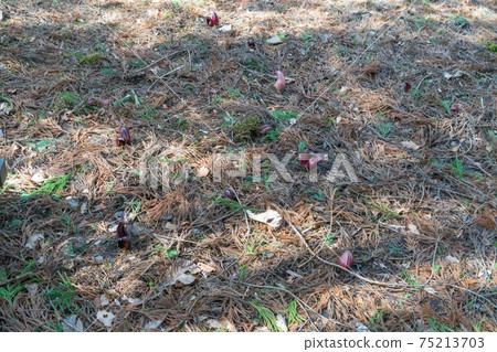 臭白菜(玉宮臭白菜公園) 臭白菜(玉宮臭白菜公園) 75213703