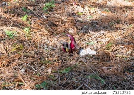 臭白菜(玉宮臭白菜公園) 臭白菜(玉宮臭白菜公園) 75213725