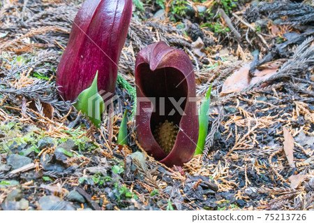臭白菜(玉宮臭白菜公園) 臭白菜(玉宮臭白菜公園) 75213726