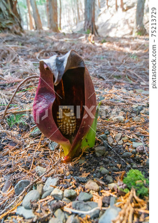 Skunk cabbage (Tamamiya skunk cabbage park) 75213729