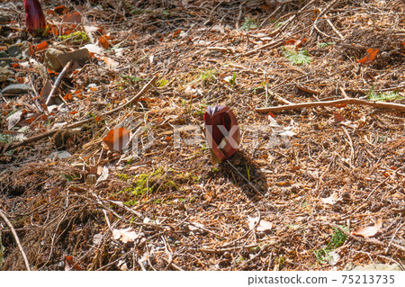 臭白菜(玉宮臭白菜公園) 臭白菜(玉宮臭白菜公園) 75213735