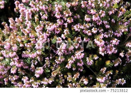 Pink heather Erica flower 75213812