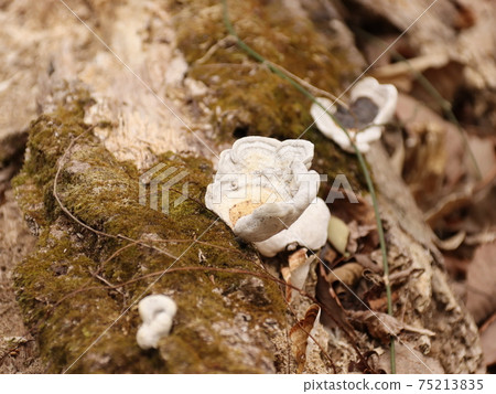 White mushroom 75213835
