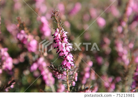 粉紅希瑟·埃里卡(Erica)花 粉紅希瑟·埃里卡(Erica)花 75213981