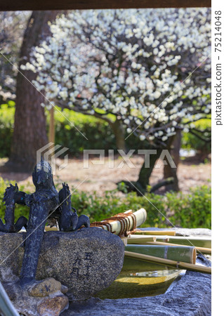 Domyoji Tenmangu Shrine in full bloom with plum scent 75214048