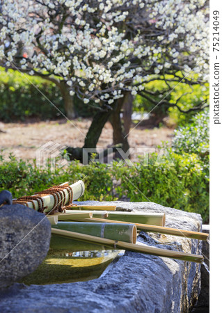 Domyoji Tenmangu Shrine in full bloom with plum scent 75214049