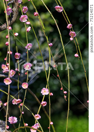 Domyoji Tenmangu Shrine in full bloom with plum scent 75214071