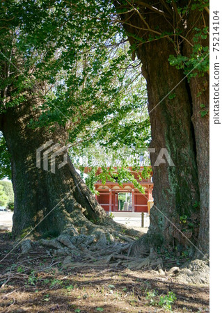1704 Manaita Yakushido Ginkgo 1704 Manaita Yakushido Ginkgo 75214104