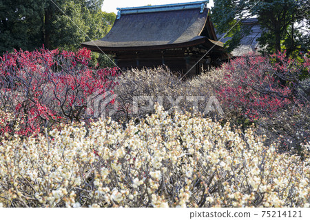 Domyoji Tenmangu Shrine in full bloom with plum scent 75214121