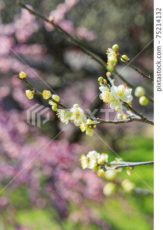 Domyoji Tenmangu Shrine in full bloom with plum scent 75214132