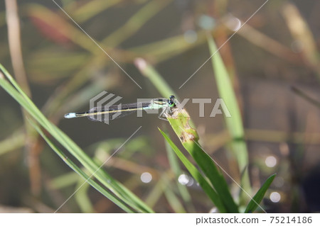 Affiliation 75214186