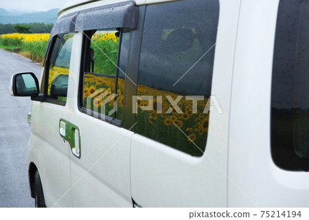 車窗上的向日葵 車窗上的向日葵 75214194