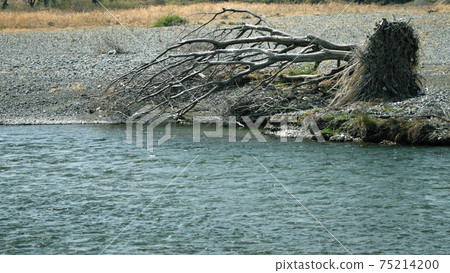 Fallen trees and riverside scenery 75214200
