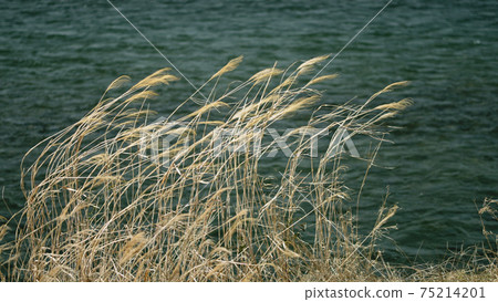 Riverside scenery 75214201