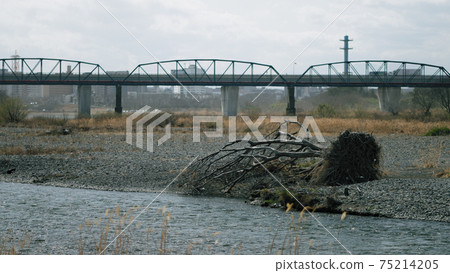 Fallen trees and riverside scenery 75214205