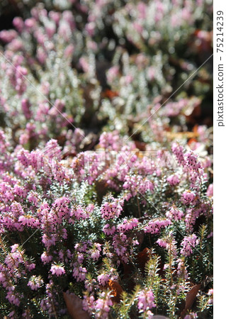 Pink heather Erica flower 75214239