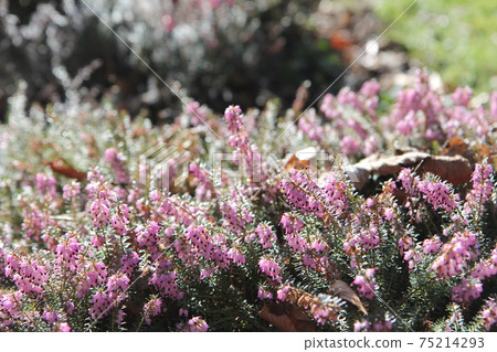 Pink heather Erica flower 75214293