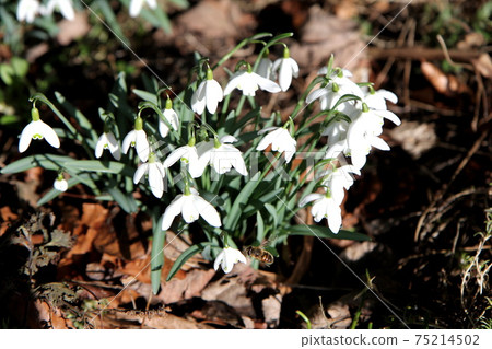 Bees flying towards snowdrop flowers Bees flying towards snowdrop flowers 75214502