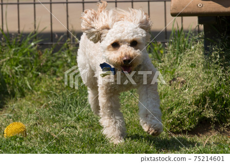 Full speed toy poodle Full speed toy poodle 75214601