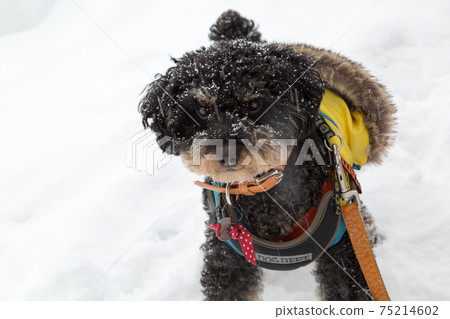 Toy poodle in the snow Toy poodle in the snow 75214602