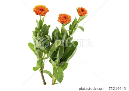 Calendula 75214643