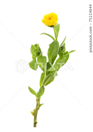 金盞草 金盞草 75214644