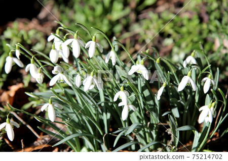Snowdrop flowers 75214702