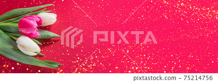 Pink and white tulips on red background Pink and white tulips on red background 75214756