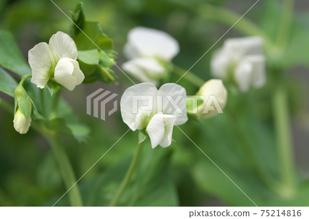 豌豆花，蔬菜花，三月拍攝 75214816
