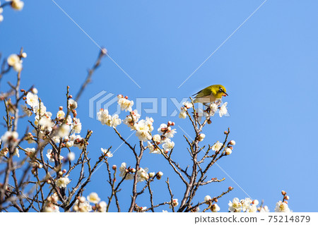 白眼吸梅花蜜 白眼吸梅花蜜 75214879