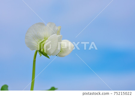 Macro shot of white neat flowers of snap peas in the blue sky background March 75215022