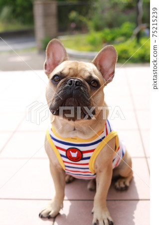 French bulldog sitting in the yard French bulldog sitting in the yard 75215239