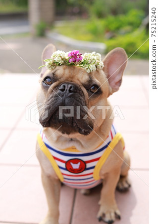 French bulldog that doesn't look good on a corolla French bulldog that doesn't look good on a corolla 75215240