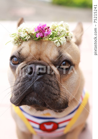 French bulldog up with flower crown French bulldog up with flower crown 75215241