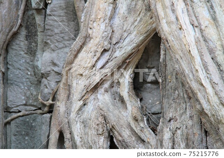 在柬埔寨的景觀 在柬埔寨的景觀 75215776